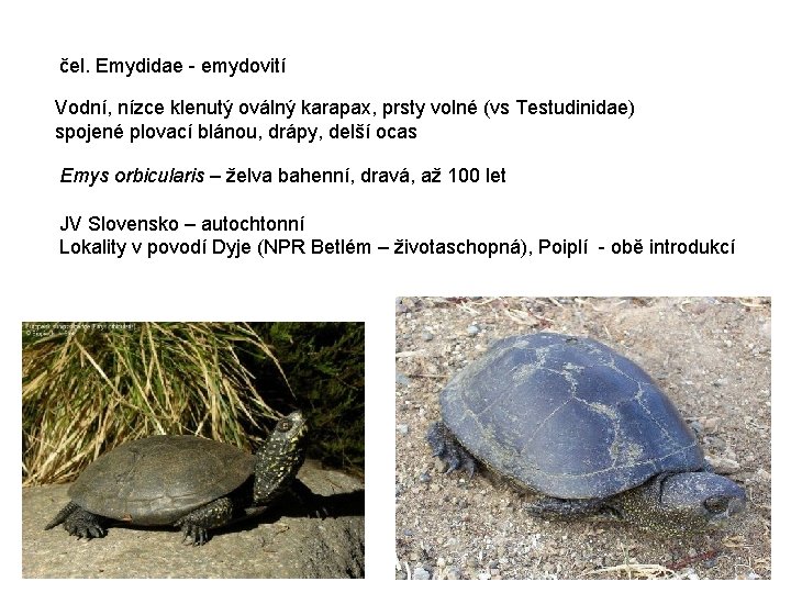 čel. Emydidae - emydovití Vodní, nízce klenutý oválný karapax, prsty volné (vs Testudinidae) spojené