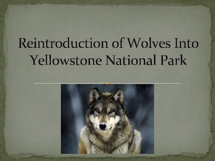 Reintroduction of Wolves Into Yellowstone National Park 