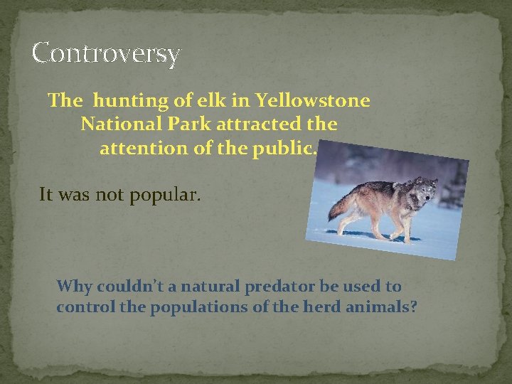 Controversy The hunting of elk in Yellowstone National Park attracted the attention of the