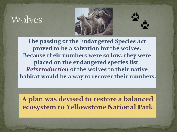 Wolves The passing of the Endangered Species Act proved to be a salvation for