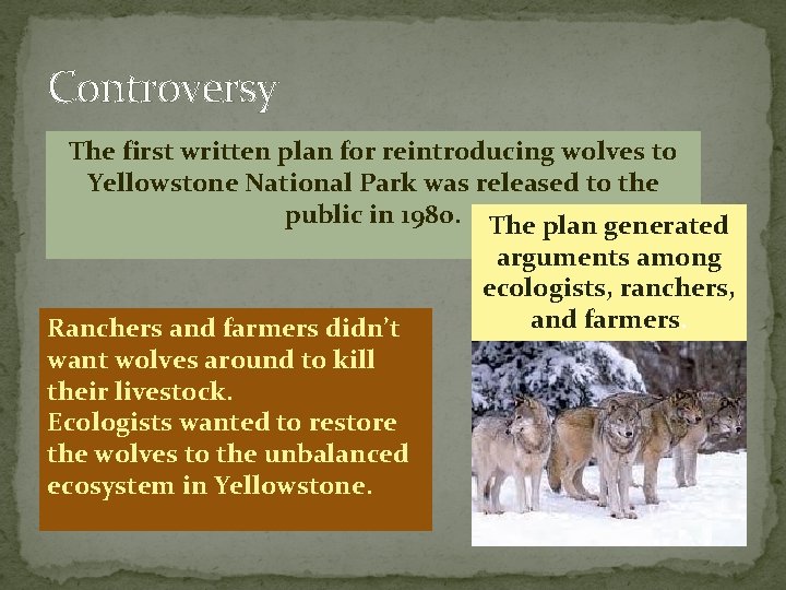 Controversy The first written plan for reintroducing wolves to Yellowstone National Park was released