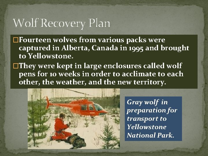 Wolf Recovery Plan �Fourteen wolves from various packs were captured in Alberta, Canada in