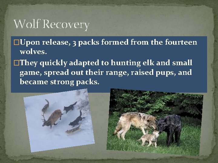 Wolf Recovery �Upon release, 3 packs formed from the fourteen wolves. �They quickly adapted