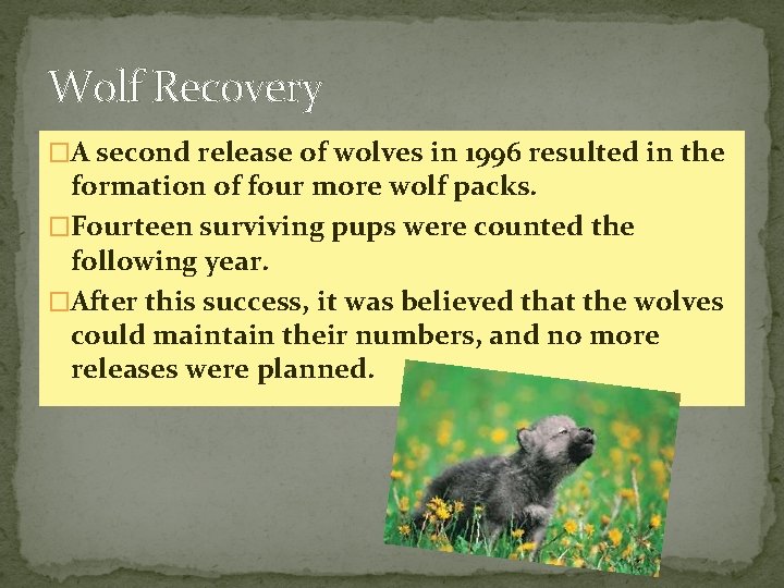 Wolf Recovery �A second release of wolves in 1996 resulted in the formation of