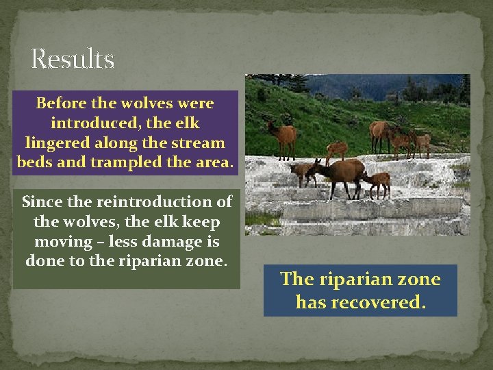 Results Before the wolves were introduced, the elk lingered along the stream beds and