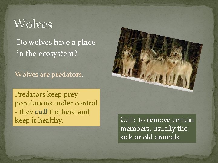 Wolves Do wolves have a place in the ecosystem? Wolves are predators. Predators keep