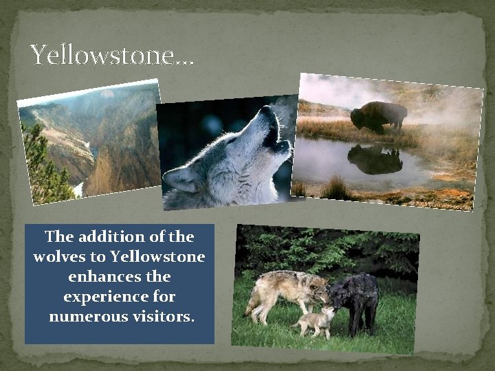 Yellowstone… The addition of the wolves to Yellowstone enhances the experience for numerous visitors.