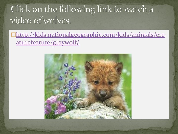 Click on the following link to watch a video of wolves. �http: //kids. nationalgeographic.