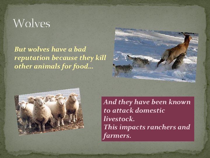 Wolves But wolves have a bad reputation because they kill other animals for food…