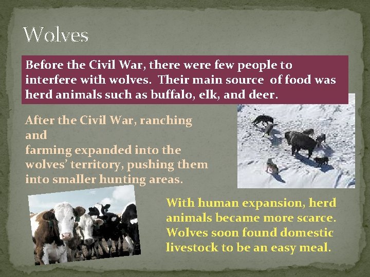 Wolves Before the Civil War, there were few people to interfere with wolves. Their