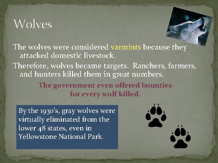 Wolves The wolves were considered varmints because they attacked domestic livestock. Therefore, wolves became