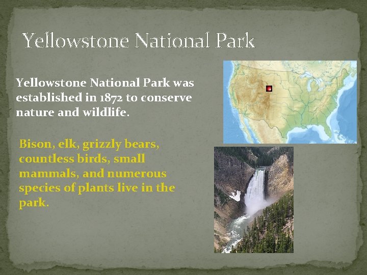 Yellowstone National Park was established in 1872 to conserve nature and wildlife. Bison, elk,