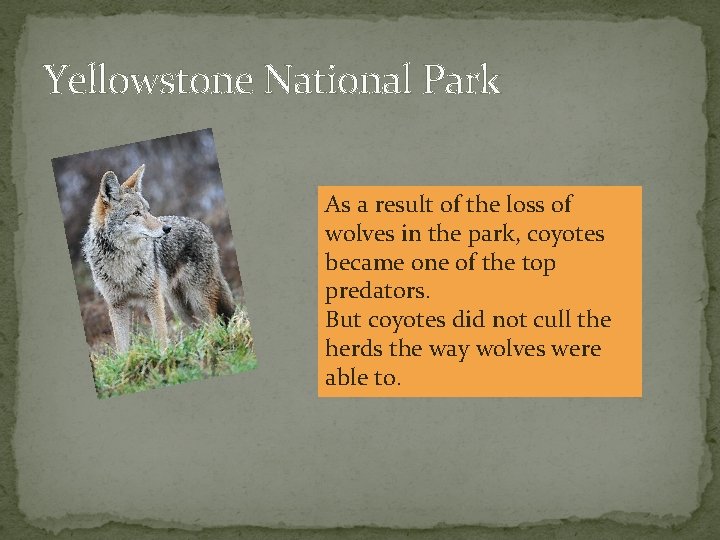 Yellowstone National Park As a result of the loss of wolves in the park,