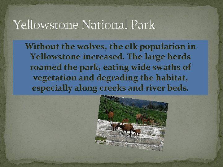 Yellowstone National Park Without the wolves, the elk population in Yellowstone increased. The large