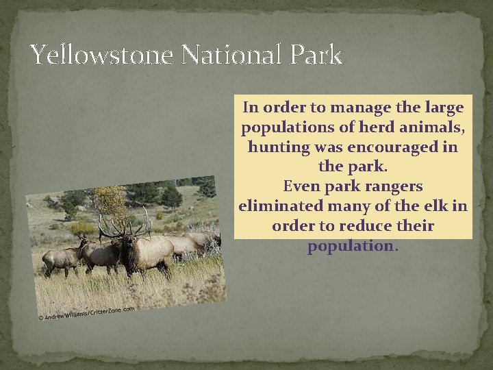 Yellowstone National Park In order to manage the large populations of herd animals, hunting