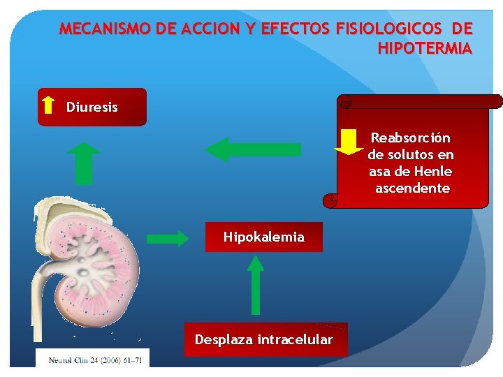 MECANISMO DE ACCION Y EFECTOS FISIOLOGICOS DE HIPOTERMIA Diuresis Reabsorción de solutos en asa