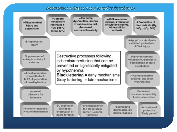 Mecanismos subyacentes y secuelas fisiológicas 