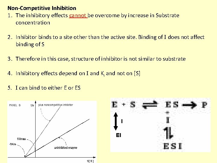 Non-Competitive Inhibition 1. The inhibitory effects cannot be overcome by increase in Substrate concentration