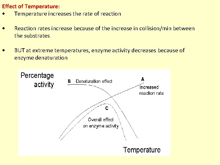 Effect of Temperature: Temperature increases the rate of reaction Reaction rates increase because of