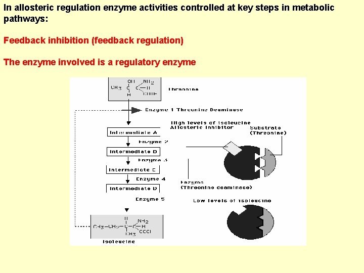 In allosteric regulation enzyme activities controlled at key steps in metabolic pathways: Feedback inhibition