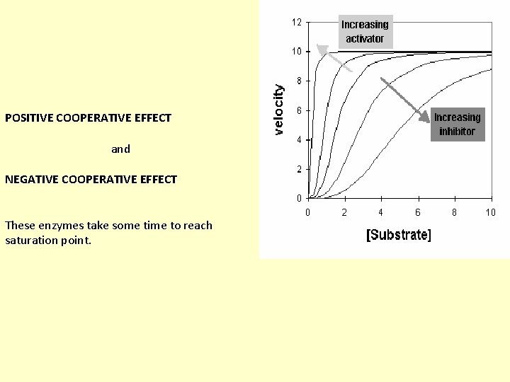 POSITIVE COOPERATIVE EFFECT and NEGATIVE COOPERATIVE EFFECT These enzymes take some time to reach