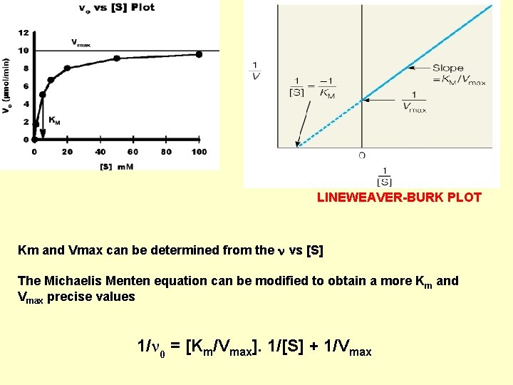 LINEWEAVER-BURK PLOT Km and Vmax can be determined from the vs [S] The Michaelis