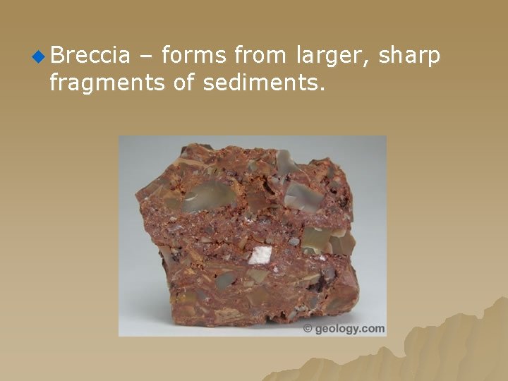u Breccia – forms from larger, sharp fragments of sediments. 