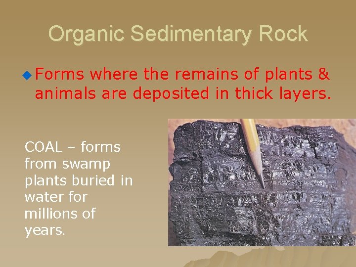 Organic Sedimentary Rock u Forms where the remains of plants & animals are deposited