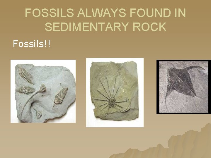 FOSSILS ALWAYS FOUND IN SEDIMENTARY ROCK Fossils!! 