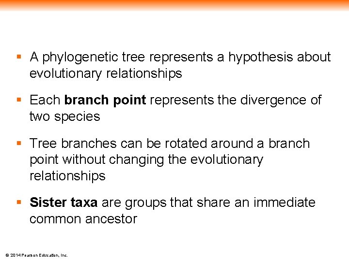 § A phylogenetic tree represents a hypothesis about evolutionary relationships § Each branch point