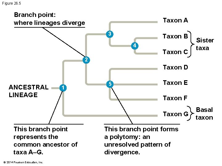 Figure 26. 5 Branch point: where lineages diverge Taxon A 3 Taxon B 4