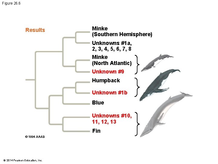 Figure 26. 6 Results Minke (Southern Hemisphere) Unknowns #1 a, 2, 3, 4, 5,