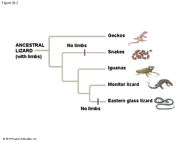 Figure 26. 2 Geckos ANCESTRAL LIZARD (with limbs) No limbs Snakes Iguanas Monitor lizard