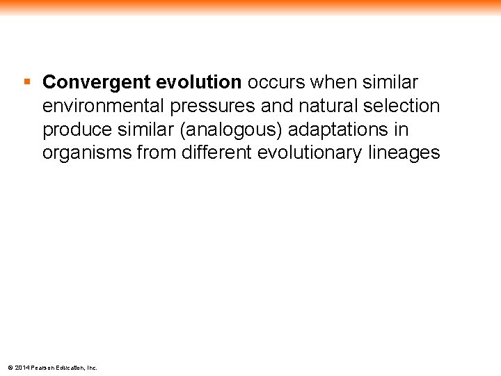 § Convergent evolution occurs when similar environmental pressures and natural selection produce similar (analogous)