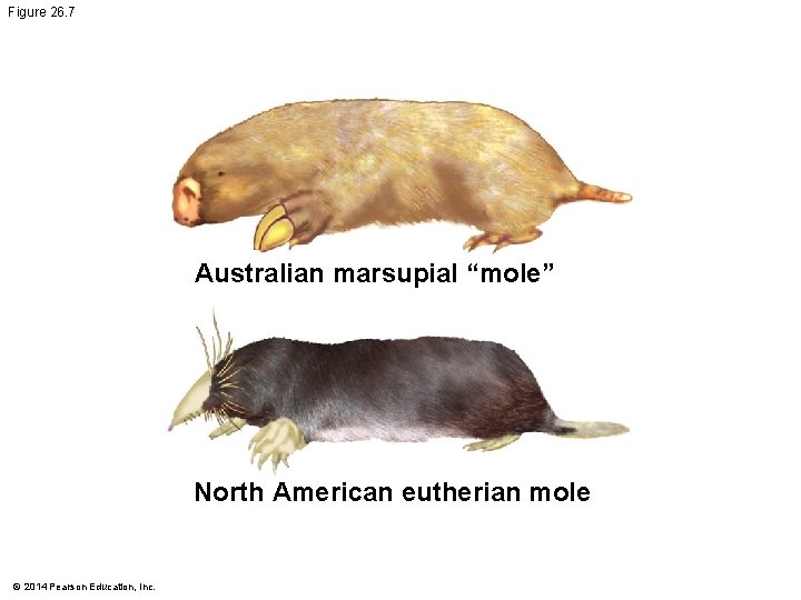 Figure 26. 7 Australian marsupial “mole” North American eutherian mole © 2014 Pearson Education,