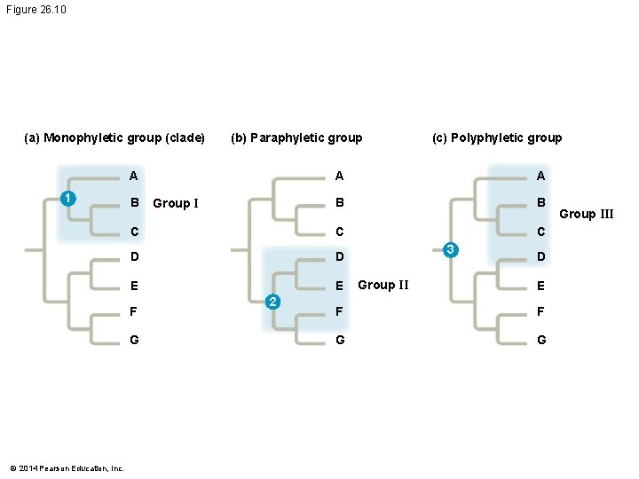 Figure 26. 10 (a) Monophyletic group (clade) (b) Paraphyletic group A 1 A A