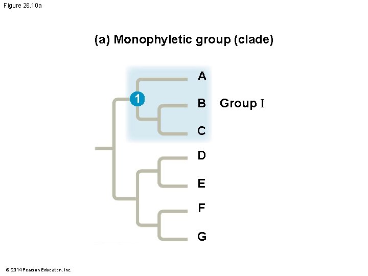 Figure 26. 10 a (a) Monophyletic group (clade) A 1 B C D E