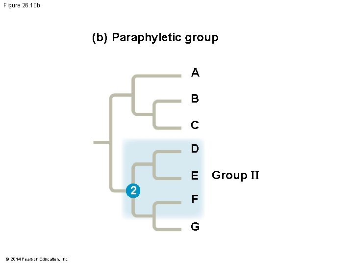 Figure 26. 10 b (b) Paraphyletic group A B C D E 2 F