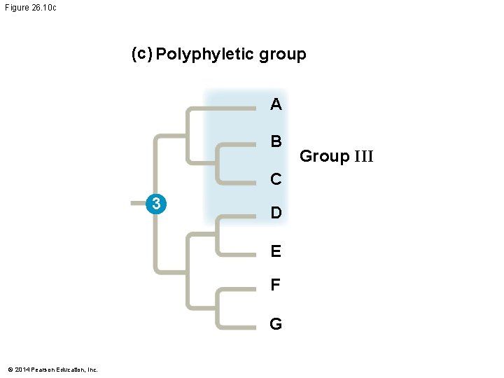 Figure 26. 10 c (c) Polyphyletic group A B C 3 D E F