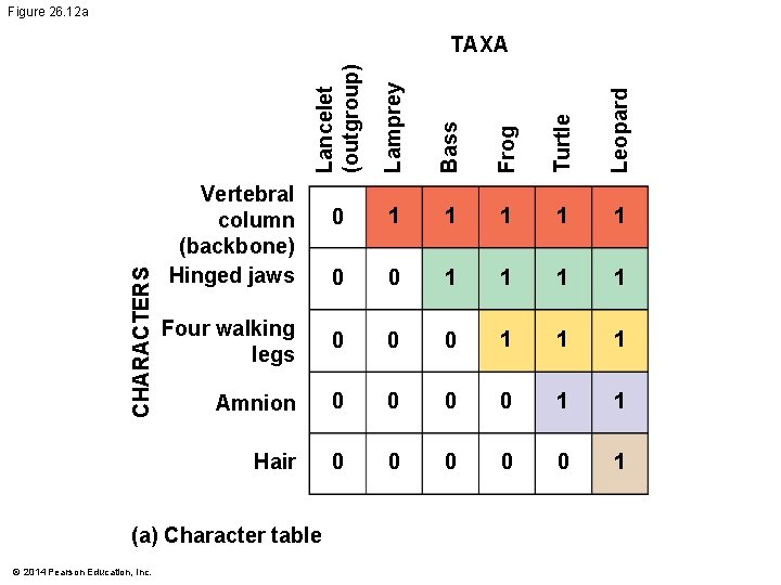 Figure 26. 12 a Lancelet (outgroup) Lamprey Bass Frog Turtle Leopard CHARACTERS TAXA 0