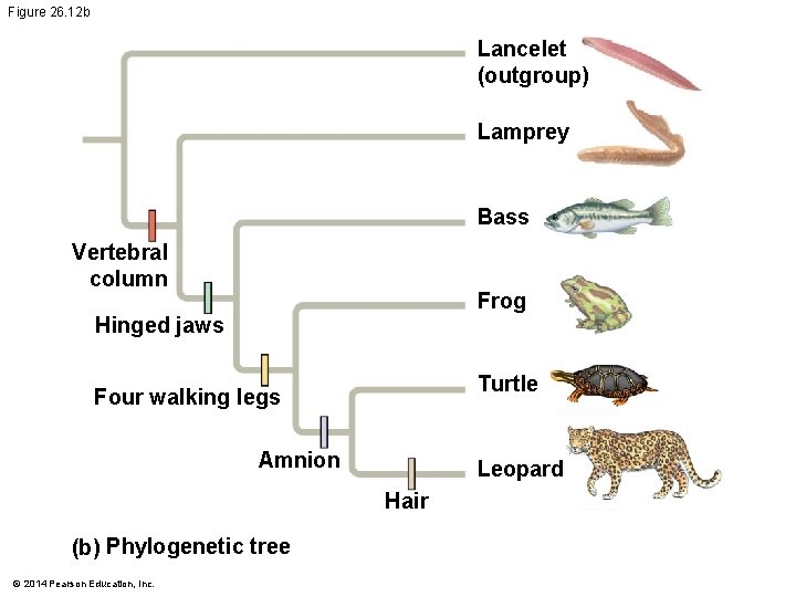 Figure 26. 12 b Lancelet (outgroup) Lamprey Bass Vertebral column Frog Hinged jaws Turtle