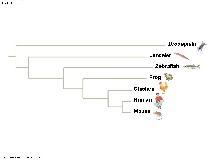 Figure 26. 13 Drosophila Lancelet Zebrafish Frog Chicken Human Mouse © 2014 Pearson Education,
