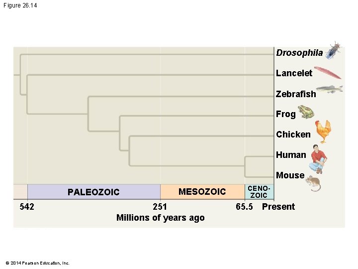 Figure 26. 14 Drosophila Lancelet Zebrafish Frog Chicken Human Mouse PALEOZOIC 542 © 2014