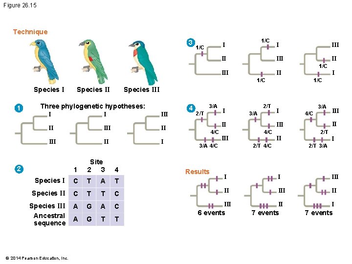 Figure 26. 15 Technique 3 1/C II III 1/C II I 1/C Species I