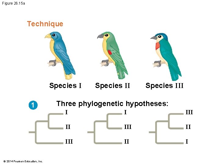 Figure 26. 15 a Technique Species I 1 © 2014 Pearson Education, Inc. Species