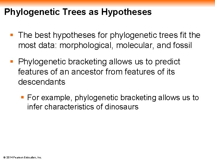 Phylogenetic Trees as Hypotheses § The best hypotheses for phylogenetic trees fit the most