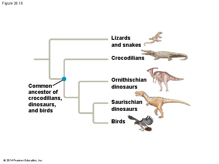 Figure 26. 16 Lizards and snakes Crocodilians Common ancestor of crocodilians, dinosaurs, and birds