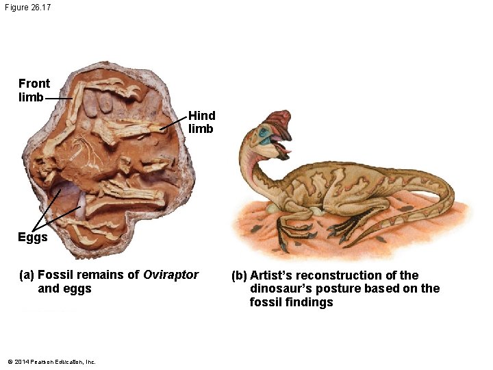 Figure 26. 17 Front limb Hind limb Eggs (a) Fossil remains of Oviraptor and