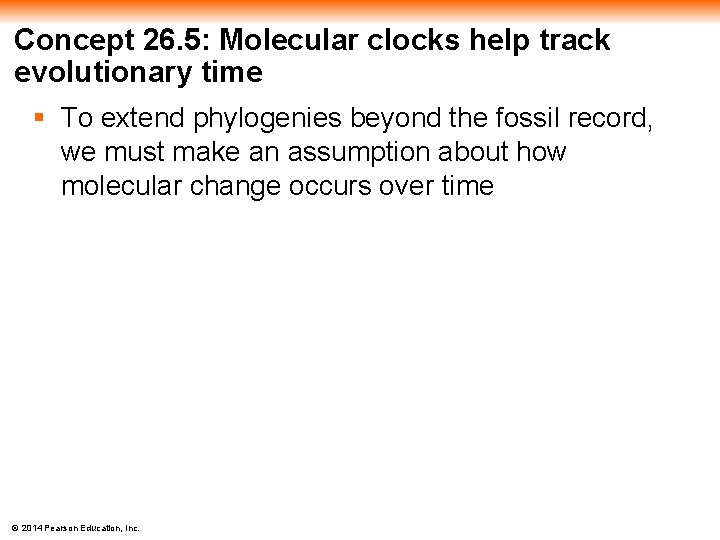 Concept 26. 5: Molecular clocks help track evolutionary time § To extend phylogenies beyond
