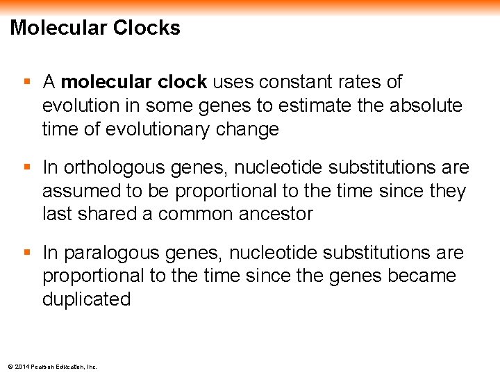 Molecular Clocks § A molecular clock uses constant rates of evolution in some genes